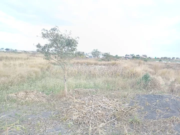 Farm & Agricultural Land