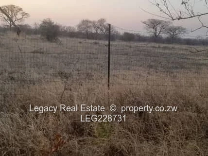 Plumtree Stand for Sale – 1 Hectare