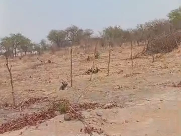 Farm & Agricultural Land
