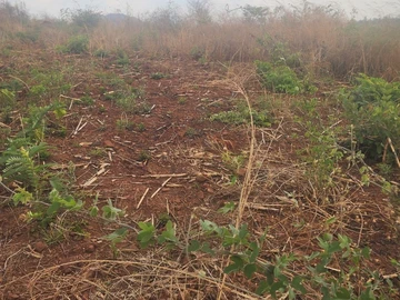 Commercial & Industrial Land