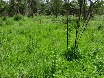 11.5 Hectare Commercial/Industrial Land in Norton with Essential Amenities