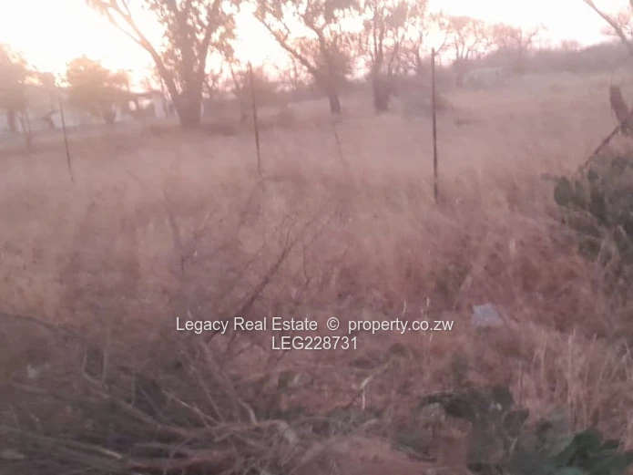Plumtree Stand for Sale – 1 Hectare