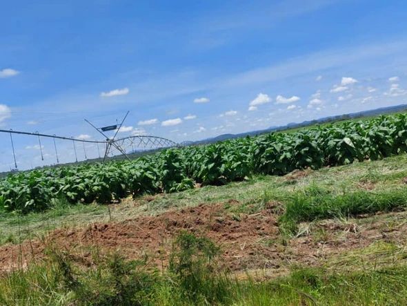 Farm & Agricultural Land