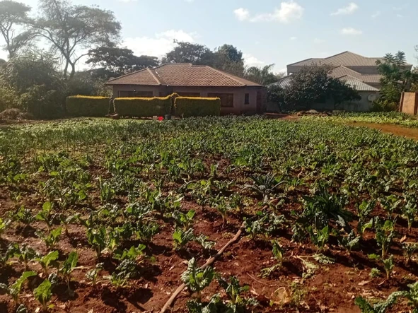 Stands & Residential Land