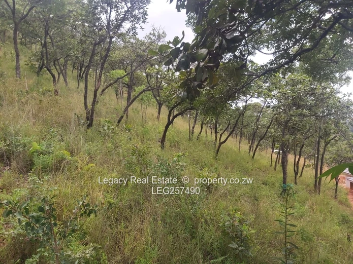 10,000 m² Sloping Stand in Carrick Creagh — Subdividable