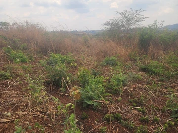 Commercial & Industrial Land