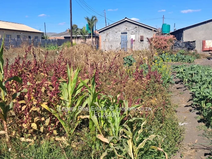 Ruwa Stands for Sale – Cranbrook Side